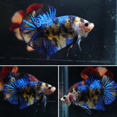 #5 (New Arrival) Yellow Shining Blue Nemo Koi Male Plakat Betta Fish - High Quality Live Aquarium Male Betta Fish
